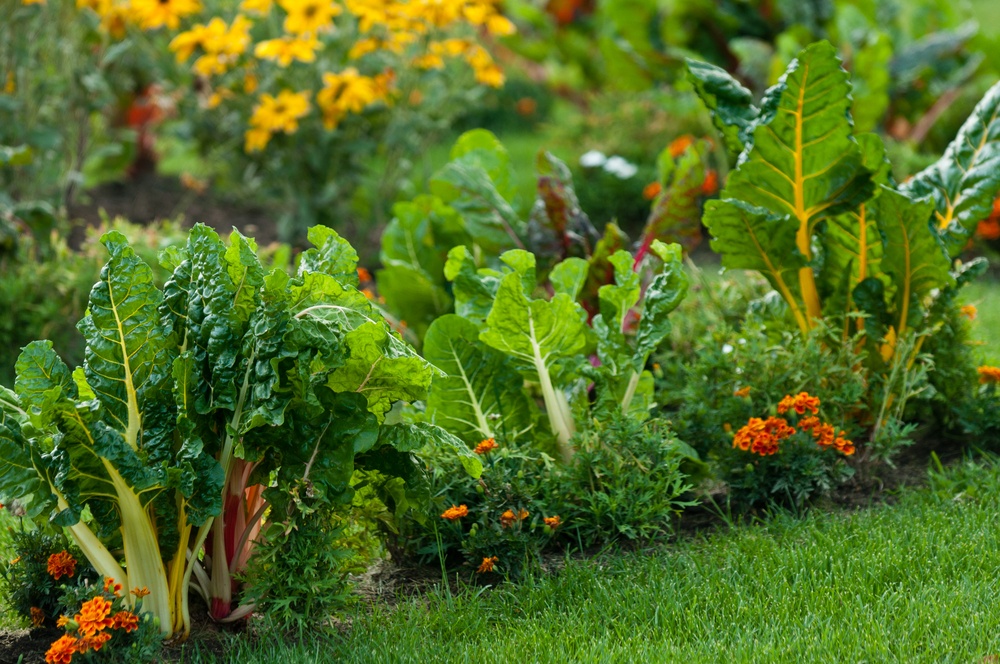 Healthstories Γιατί πρέπει να φυτεύετε πάντα λουλούδια μαζί με τα λαχανικά
