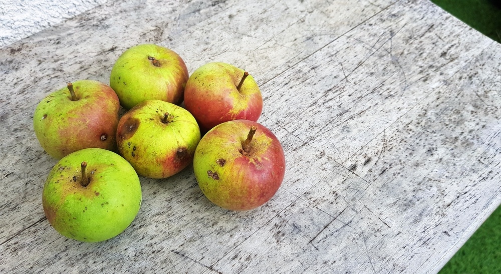 Healthstories Τα χτυπημένα και μαυρισμένα μήλα είναι ασφαλή; Τι λέει η επιστήμη