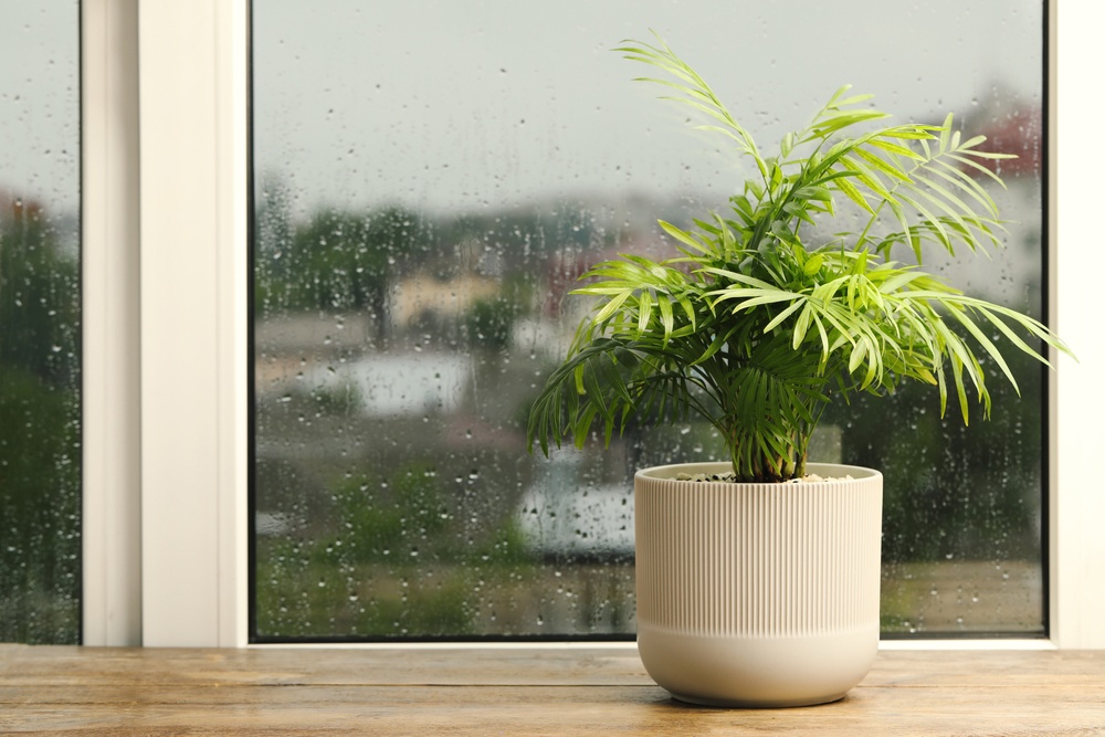 Healthstories Tα φυτά εσωτερικού χώρου μπορούν να σας βοηθήσουν να καταπολεμήσετε τη χειμερινή μελαγχολία