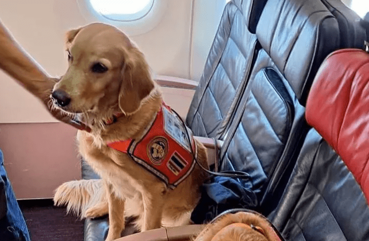 Healthstories Πρώτη θέση για τα ηρωικά σκυλιά που βοήθησαν στον εντοπισμό επιζώντων από τον σεισμό στην Τουρκία4