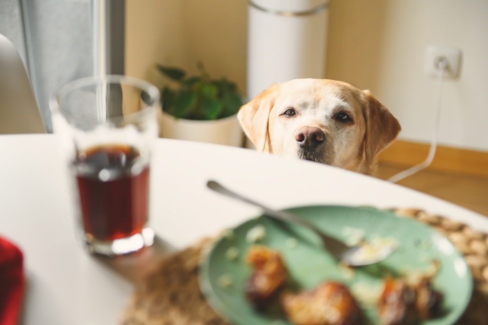Healthstories 7 επικίνδυνες τροφές που δεν πρέπει ποτέ να ταΐζετε τον σκύλο σας