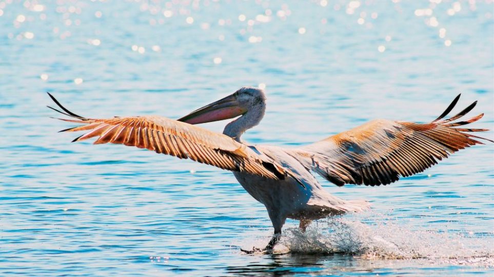 Μικρή Πρέσπα: Μαζικοί θάνατοι αργυροπελεκάνων λόγω της γρίπης των πτηνών - Αύξηση θανάτων και σε άλλες λίμνες