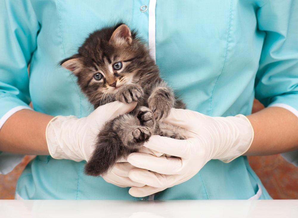 Καταγράφηκε η πρώτη αποδεδειγμένη περίπτωση μόλυνσης ανθρώπου από γάτα με COVID-19