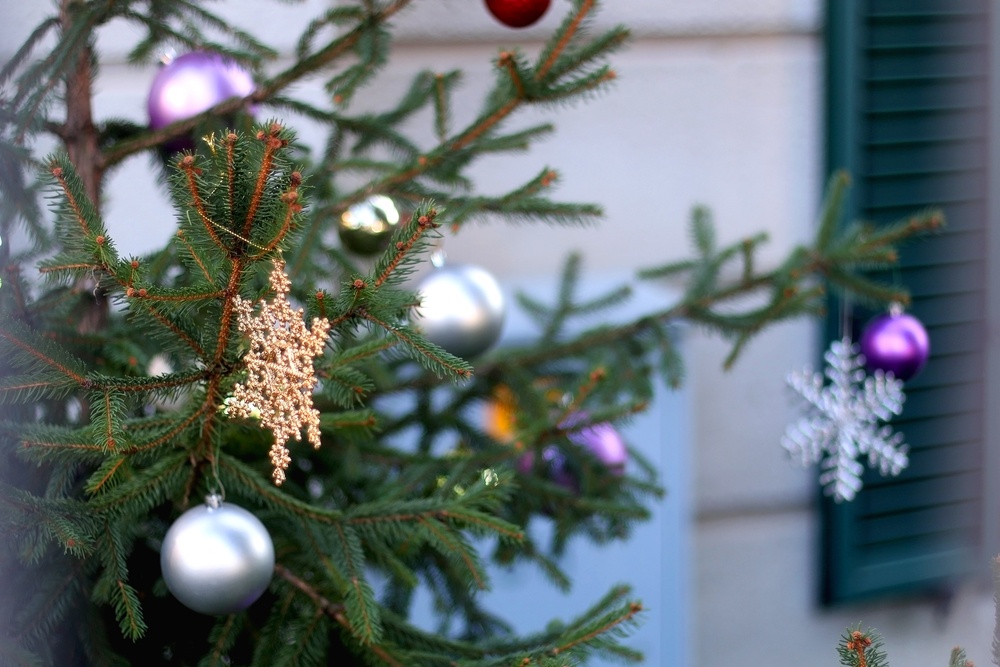 Ξεκίνησε το ταξίδι των χριστουγεννιάτικων δέντρων από τη Χαλκιδική