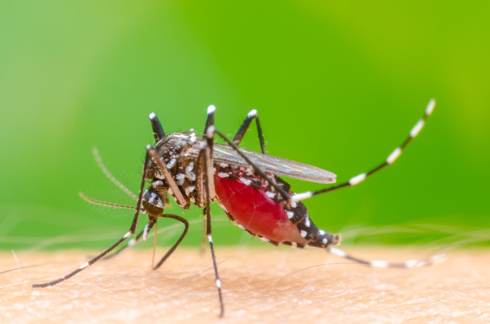Ανησυχία για το κουνούπι του κίτρινου πυρετού: Αναμένεται έξαρση φέτος; Τι λένε οι ειδικοί