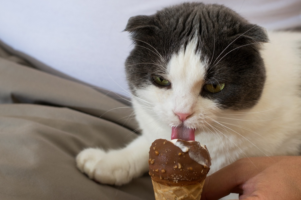 Healthstories 6 τροφές που δεν πρέπει ποτέ να ταΐζετε τη γάτα σας, σύμφωνα με τους κτηνιάτρους