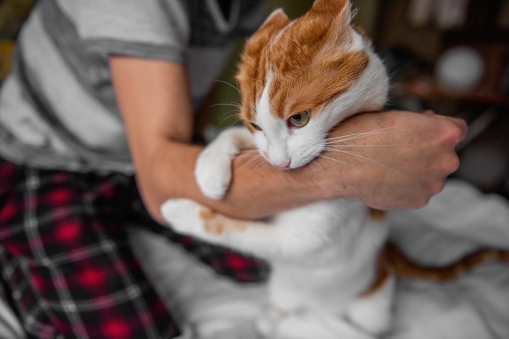 Σπάνια λοίμωξη, προκάλεσε το δάγκωμα γάτας, σε άνδρα στη Βρετανία