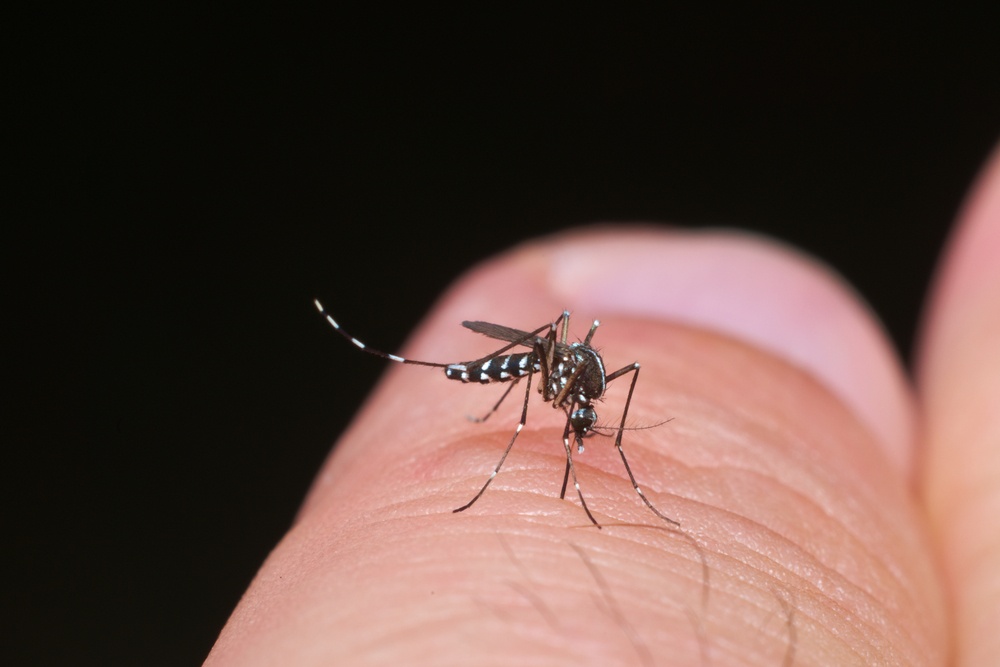 Συναγερμός στην Περιφέρεια Αττικής για το κουνούπι τίγρης - Eυθύνεται για τον Δάγκειο πυρετό και τους ιούς Chikungunya και Zika