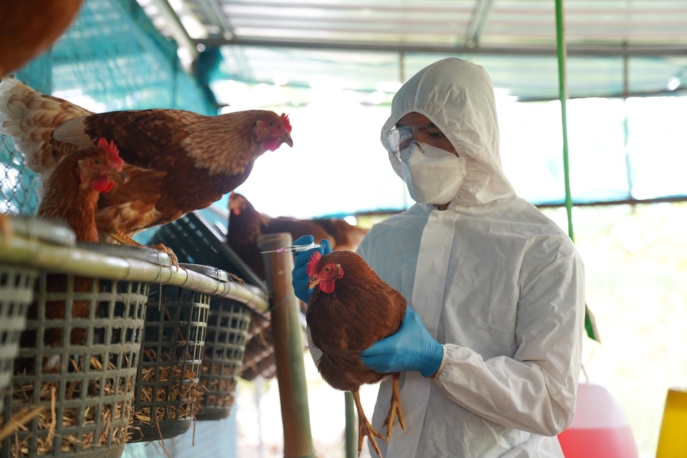 Εστίες γρίπης των πτηνών σε βαλκανικές χώρες - Σε επαγρύπνηση οι ελληνικές αρχές