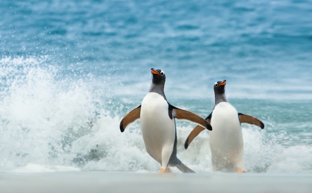 Γρίπη των πτηνών σε πιγκουίνους κοντά στην Ανταρκτική
