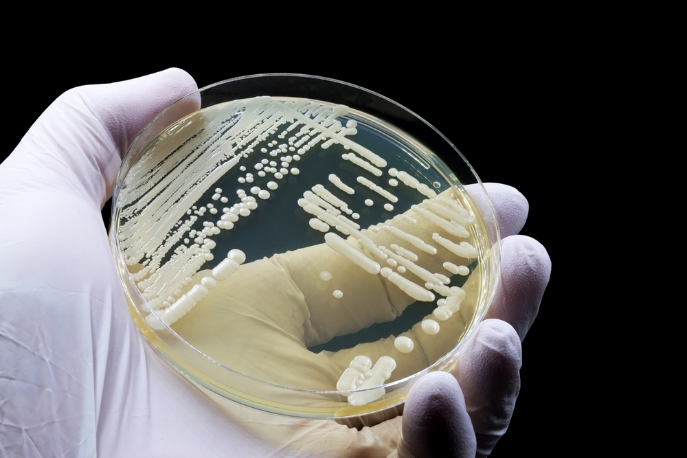 Candida αuris